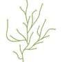 Vitra Algues