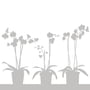 Orkide Protection Film