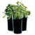 Aalto Vase Savoy Icon